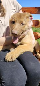 German Shepherd Puppies For Sale