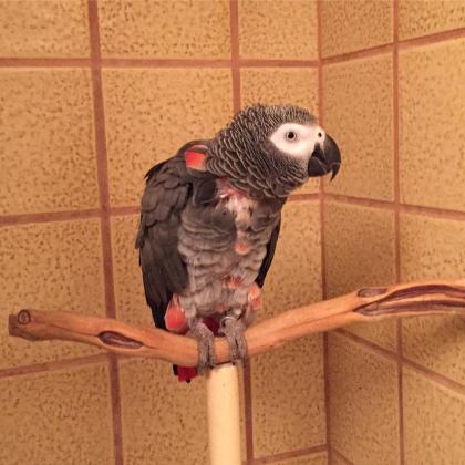 African Grey Parrots Inc