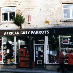 African Grey Parrots Inc