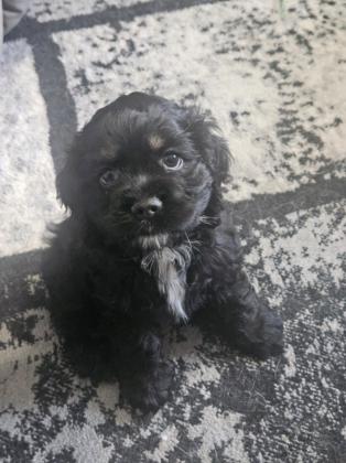 American Cocker Spaniel Puppies For Sale