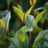 Japanese Knotweed Identification LTD