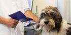 Trusted Vet in Omaha, NE - Compassionate Care for Your Pets